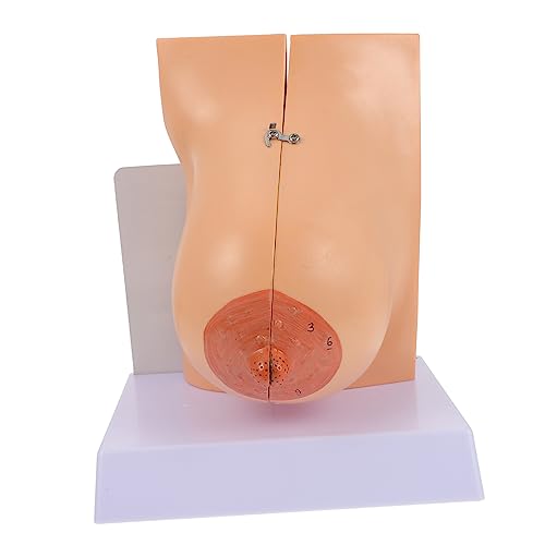 MAGICLULU 1 Stück Brustmodell Anatomiemodell Weiblich groß Simulation menschliches Organ Brustform Laktationsmodell Stillmodell menschliches Anatomie -Modell PVC MAGICLULU 1 Stück Brustmodell Anatomiemodell Weiblich groß Simulation menschliches Organ Brustform Laktationsmodell Stillmodell menschliches Anatomie -Modell PVC von MAGICLULU