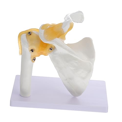 MAGICLULU 1 Stück Human Skeleton Model mit Schultergelenk Anatomisches Lehrmodell für Medizinische Einrichtungen Langlebig Leicht zu Reinigen für Bildung Wissenschaftliche Studien von MAGICLULU