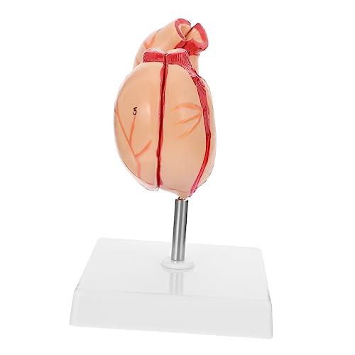MAGICLULU 1 Stück Magen -anatomie -modell Anatomiemodell Magenmodell Biologisches Anatomisches Modell Des Magens Skelett Lehre Anatomisches Modell Wirbelsäule Realistisch Plastik MAGICLULU 1 Stück Magen -anatomie -modell Anatomiemodell Magenmodell Biologisches Anatomisches Modell Des Magens Skelett Lehre Anatomisches Modell Wirbelsäule Realistisch Plastik von MAGICLULU