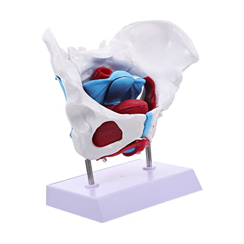 MAGICLULU 1 Stück Medizinisches Weibliches Beckenmodell Anatomisches Pelvic Model zur Patientenaufklärung Abnehmbar für Darstellung Beckenbodenmuskulatur für Unterricht Medizinische MAGICLULU 1 Stück Medizinisches Weibliches Beckenmodell Anatomisches Pelvic Model zur Patientenaufklärung Abnehmbar für Darstellung Beckenbodenmuskulatur für Unterricht Medizinische von MAGICLULU