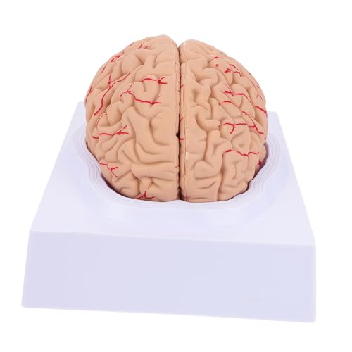 MAGICLULU 1 Stück Modell der Arterienhirnarterie Gehirn Anatomiemodell brain model Medizinisches Lehrmodell Schädelmodell Mann Blutgefäßmodell medizinisches zerebrovaskuläres Modell PVC von MAGICLULU