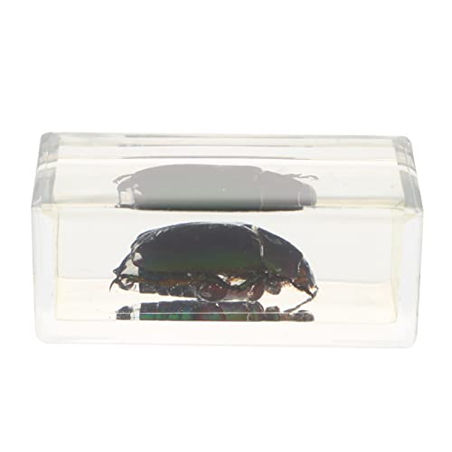 MAGICLULU Zarte Kristallproben Dekorative Bücherregaldekoration Bernsteininsekten Bezaubernde Exemplare Für Schreibtisch Ornament Geschenkidea von MAGICLULU