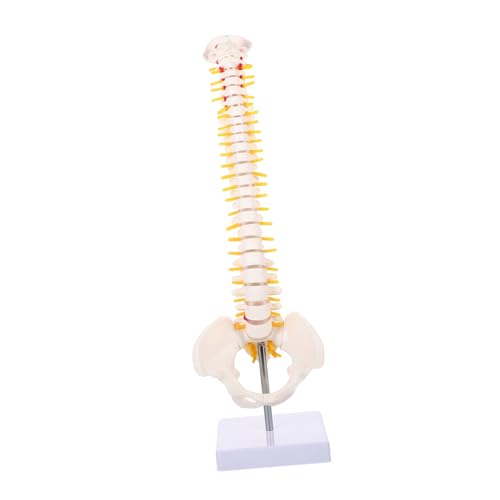 MAGICLULU 1 Stück Verstellbares Wirbelsäulenmodell Detaillierter für Medizinische Anwendungen für Arztpraxen Anatomieunterricht von MAGICLULU