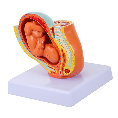 MAGICLULU 1 Stück Weibliches Embryo Modell Anatomisches Fötus Modell zur Lehre über Schwangerschaft Embryonale Entwicklung Detailreich für Unterrichtszwecke Studien von MAGICLULU