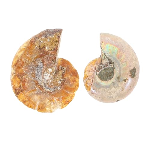 MAGICLULU 10 Sätze Ammoniten Dekoration Echtes Modell Für Unterricht Desktop Ornament Für Bildung Home Decor Für Kindergeburtstage Lehrmaterialien 2 Stück * 10 von MAGICLULU