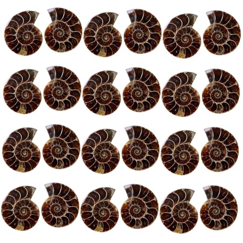 MAGICLULU 12 Sätze Ammoniten Fossilien Paläontologische Exemplare Für Dekoration Lehrmaterial Große Natürliche Steine Für Sammler Bildungszwecke 2 Stück * 12 MAGICLULU 12 Sätze Ammoniten Fossilien Paläontologische Exemplare Für Dekoration Lehrmaterial Große Natürliche Steine Für Sammler Bildungszwecke 2 Stück * 12 von MAGICLULU
