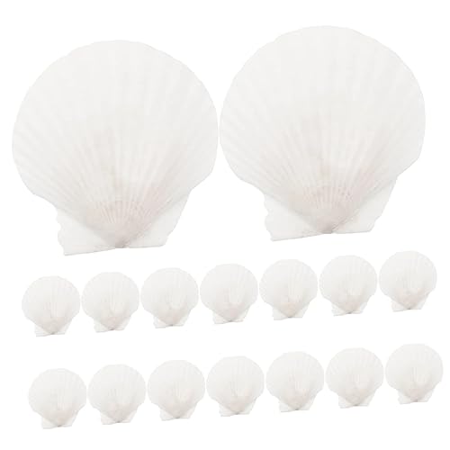MAGICLULU 16 Stück DIY Muschelschalen für Kreative Kunstprojekte Natürliche See Muscheln für Tischdekoration Strandpartys und Aquarien Große Accessoires für Bastelideen MAGICLULU 16 Stück DIY Muschelschalen für Kreative Kunstprojekte Natürliche See Muscheln für Tischdekoration Strandpartys und Aquarien Große Accessoires für Bastelideen von MAGICLULU