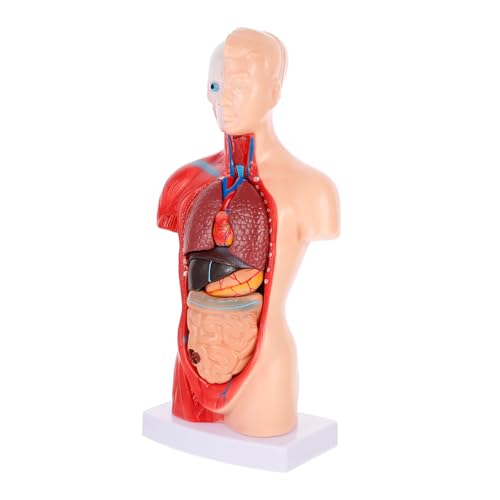 MAGICLULU 1Satz Hochwertiges Herz Dissektionsmodell für Unterricht Anatomische Darstellung Interner für Schule Labor Zuhause MAGICLULU 1Satz Hochwertiges Herz Dissektionsmodell für Unterricht Anatomische Darstellung Interner für Schule Labor Zuhause von MAGICLULU