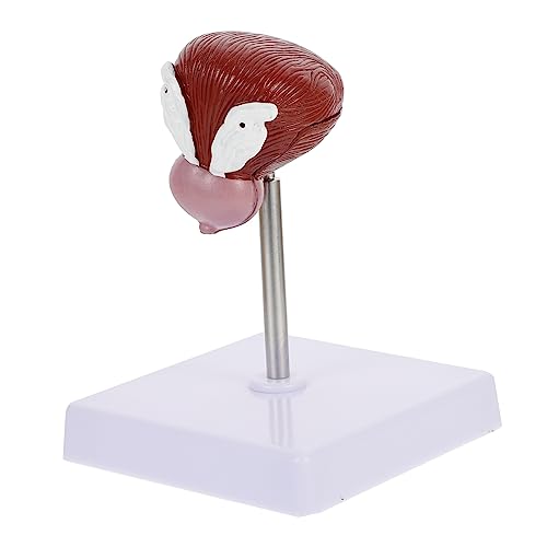 MAGICLULU 1Stück Anatomisches Blasenmodell Lehrmittel zur Darstellung Menschlichen Blasentruktur für Physiologieunterricht Teiliges Modell MAGICLULU 1Stück Anatomisches Blasenmodell Lehrmittel zur Darstellung Menschlichen Blasentruktur für Physiologieunterricht Teiliges Modell von MAGICLULU