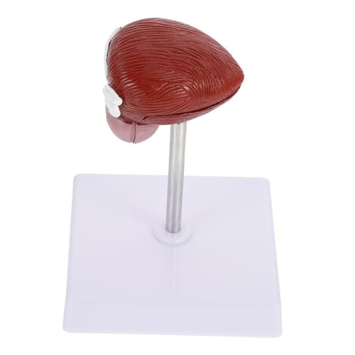 MAGICLULU 1Stück Anatomisches Blasenmodell aus Teiliges Medizinisches Unterrichtsmodell für Physiologie für Medizinische Ausbildung Leicht MAGICLULU 1Stück Anatomisches Blasenmodell aus Teiliges Medizinisches Unterrichtsmodell für Physiologie für Medizinische Ausbildung Leicht von MAGICLULU