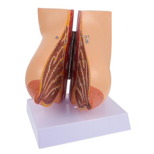 MAGICLULU 1Stück Anatomisches Brustmodell für Medizinische Lehrzwecke Menschliches Brustmodell mit Realistischen Details für Krankenhäuser Pflegeeinrichtungen MAGICLULU 1Stück Anatomisches Brustmodell für Medizinische Lehrzwecke Menschliches Brustmodell mit Realistischen Details für Krankenhäuser Pflegeeinrichtungen von MAGICLULU
