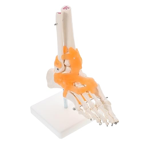 MAGICLULU 1Stück Anatomisches Fußskelettmodell Mit Bändern Lebensgroßes Fußgelenkmodell Für Anatomische Studien Patientenaufklärung Für Unterricht MAGICLULU 1Stück Anatomisches Fußskelettmodell Mit Bändern Lebensgroßes Fußgelenkmodell Für Anatomische Studien Patientenaufklärung Für Unterricht von MAGICLULU