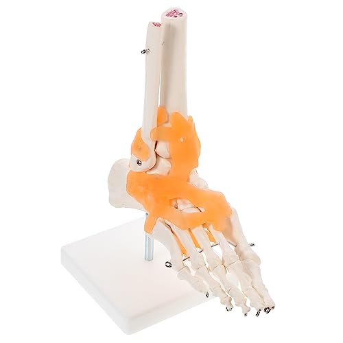 MAGICLULU 1Stück Anatomisches Fußskelettmodell Mit Bändern Menschliches Fußgelenk Modell Für Medizinische Ausbildung Patientenaufklärung Hochwertiges Wissenschaftliche Lehrmittel MAGICLULU 1Stück Anatomisches Fußskelettmodell Mit Bändern Menschliches Fußgelenk Modell Für Medizinische Ausbildung Patientenaufklärung Hochwertiges Wissenschaftliche Lehrmittel von MAGICLULU