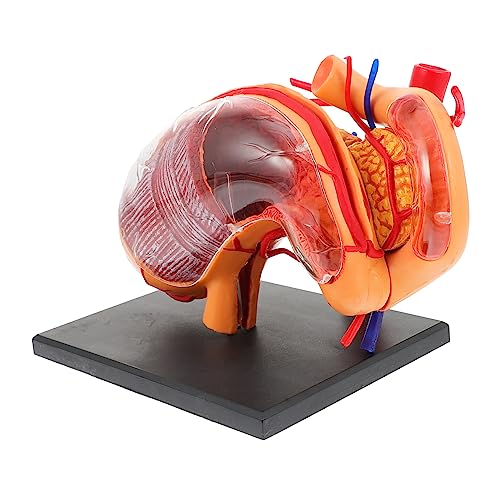 MAGICLULU 1Stück Anatomisches Magenmodell Aus Lehrhilfe Zur Erklärung Bauchstruktur Für Medizinische Ausbildung Leicht Tragbar von MAGICLULU