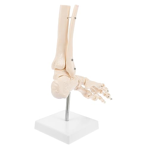 MAGICLULU 1Stück Fußgelenk Modell Anatomisches Skelettmodell für Fuß Knöchel Stand für Medizinische Ausbildung Anatomische Studien von MAGICLULU