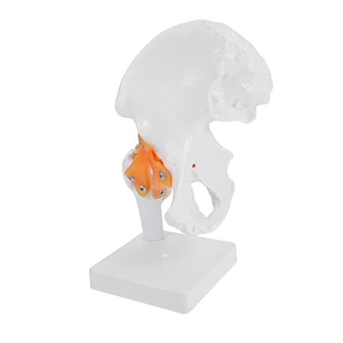 MAGICLULU 1Stück Hüftgelenkmodell Anatomisches Skelettmodell Lebensgroße Darstellung Des Menschlichen Hüftknochens Für Medizinische Studien Lehrmittel Stand Für Einfache MAGICLULU 1Stück Hüftgelenkmodell Anatomisches Skelettmodell Lebensgroße Darstellung Des Menschlichen Hüftknochens Für Medizinische Studien Lehrmittel Stand Für Einfache von MAGICLULU