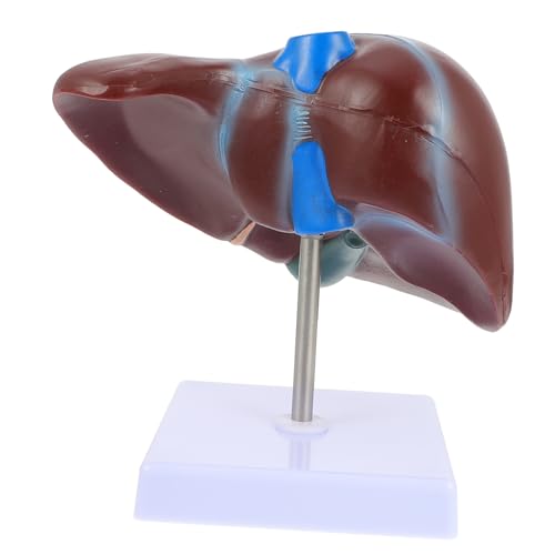 MAGICLULU 1Stück Lebermedizinisches Modell Mit Basis Anatomisches Lebermodell Für Medizinstudium Unterricht Physiologie Hochwertiges Realistisch Langlebig MAGICLULU 1Stück Lebermedizinisches Modell Mit Basis Anatomisches Lebermodell Für Medizinstudium Unterricht Physiologie Hochwertiges Realistisch Langlebig von MAGICLULU