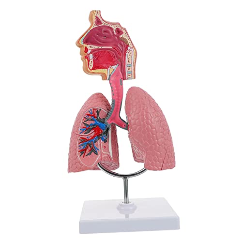 MAGICLULU 1Stück Menschliches Atemschutzsystem Modell Lungenmodell für Unterricht Anatomisches Atemnot Display für Medizinschulen Lehrwerkzeug zur Erklärung Atemwegssystemstruktur MAGICLULU 1Stück Menschliches Atemschutzsystem Modell Lungenmodell für Unterricht Anatomisches Atemnot Display für Medizinschulen Lehrwerkzeug zur Erklärung Atemwegssystemstruktur von MAGICLULU