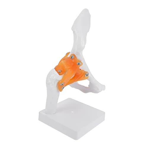 MAGICLULU 1Stück Menschliches Hüftgelenk Modell Anatomisches Skelettmodell Für Lehrzwecke Für Medizinische Ausbildung Patientenschulung Verarbeitet Langlebig von MAGICLULU