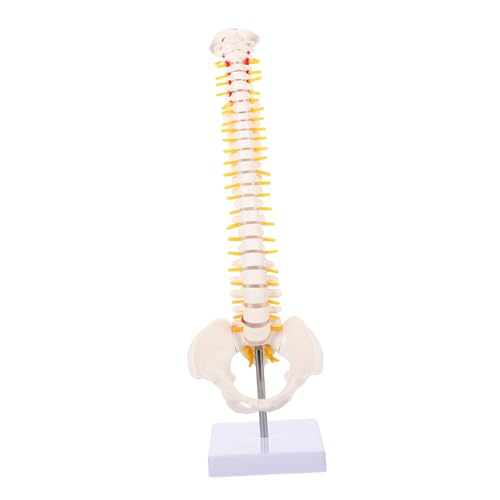 MAGICLULU 1Stück Wirbelsäulenmodell Aus Anatomisches Trainingsmodell Mit Detaillierter Darstellung Wirbelsäule Bandscheiben Nervenwurzeln Für Medizinische Schulungen MAGICLULU 1Stück Wirbelsäulenmodell Aus Anatomisches Trainingsmodell Mit Detaillierter Darstellung Wirbelsäule Bandscheiben Nervenwurzeln Für Medizinische Schulungen von MAGICLULU
