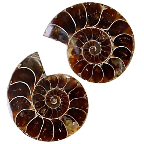 MAGICLULU 2 Sätze Ammoniten Dekoration Fossilien Für Bildungszwecke Klassenzimmer Lehrmaterial Echtes Versteinertes Natursteine Für Kreative Gestaltung Heimdekoration 2 Stück * 2 von MAGICLULU