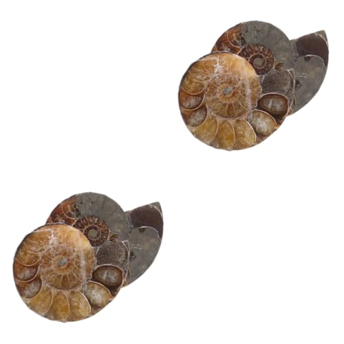 MAGICLULU 2 Sätze Bildung Ammoniten Anhänger Natürliche Scheiben Mit Mondstein Für Schmuck Dekoration Für Erwachsene 2 Stück * 2 von MAGICLULU