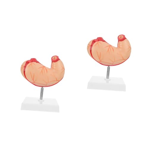 MAGICLULU 2 Stck. Magen -anatomie -modell Magenmodell Anatomisch Skelett Realistisch Wirbelsäule Anatomiemodell Demonstrationsgeräte Für Den Unterricht Plastik MAGICLULU 2 Stck. Magen -anatomie -modell Magenmodell Anatomisch Skelett Realistisch Wirbelsäule Anatomiemodell Demonstrationsgeräte Für Den Unterricht Plastik von MAGICLULU