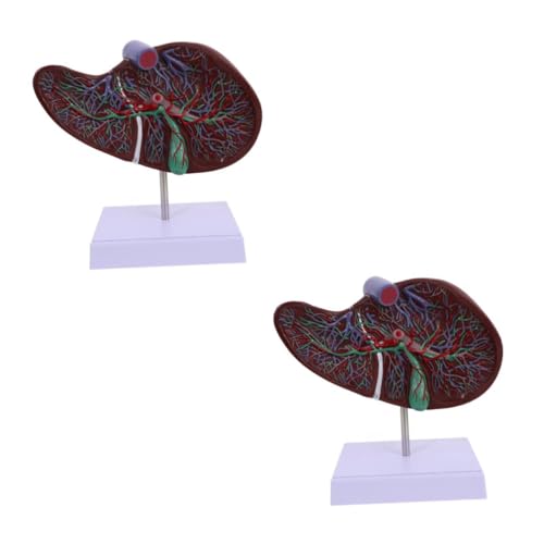 MAGICLULU 2 Stück Anatomisches Modell Der Leber Modell Der Leberanatomie Lehre Anatomie Des Körpermodells Schulanzeige Menschliche Leber Menschliche Anatomie Lebermodell Mit Sockel Plastik von MAGICLULU