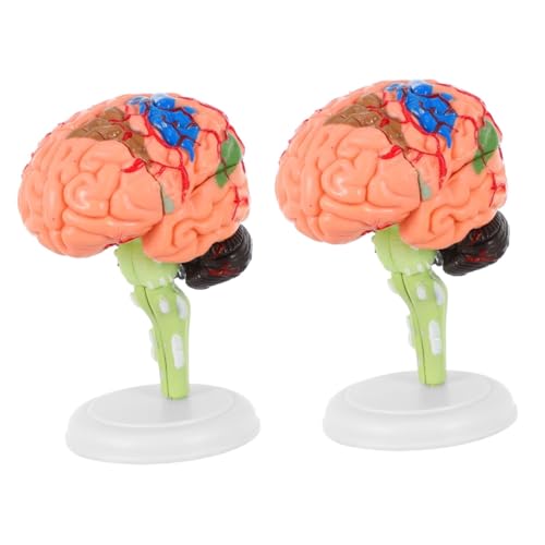 MAGICLULU 2 Stück Gehirnmodell Anatomie Match Studienanzeige Anatomisches Kopfmodell Medizinisches Modell Miniatur Gehirnmodell Des Menschlichen Gehirns Anatomisches Modell MAGICLULU 2 Stück Gehirnmodell Anatomie Match Studienanzeige Anatomisches Kopfmodell Medizinisches Modell Miniatur Gehirnmodell Des Menschlichen Gehirns Anatomisches Modell von MAGICLULU