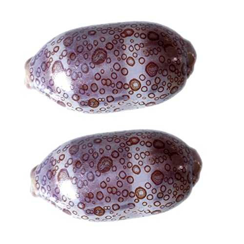 MAGICLULU 2 Stück Meeresmuscheln Cowrie Muscheln für DIY Schmuckgestaltung Aquarien und Tischdekoration Farben Zufällig für Kreative Bastelprojekte und Strandthemen Zufällige MAGICLULU 2 Stück Meeresmuscheln Cowrie Muscheln für DIY Schmuckgestaltung Aquarien und Tischdekoration Farben Zufällig für Kreative Bastelprojekte und Strandthemen Zufällige von MAGICLULU