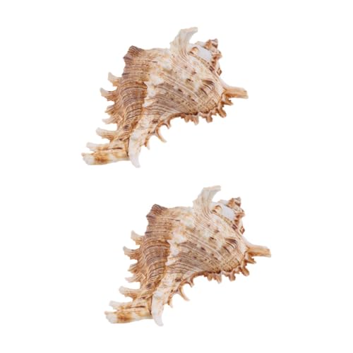 MAGICLULU 2 Stück Tausendhandschnecken Ornament Aquarium Dekoration Aquarium Verzierungen Natürliche Muschel Verzierungen Aquarium Landschaftsgestaltung Aquarium Ornamente Aquarium MAGICLULU 2 Stück Tausendhandschnecken Ornament Aquarium Dekoration Aquarium Verzierungen Natürliche Muschel Verzierungen Aquarium Landschaftsgestaltung Aquarium Ornamente Aquarium von MAGICLULU