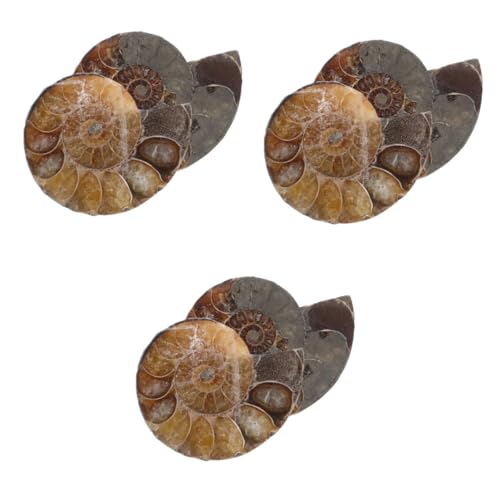 MAGICLULU 3 Sätze Educational Ammoniten Anhänger Mit Mondstein Natürliche Fossilien Für Bildungszwecke Einzigartiger Schmuck Für Erwachsene Dekoratives Lernspielzeug 2 Stück * 3 von MAGICLULU