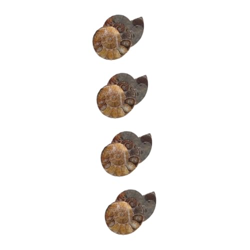MAGICLULU 4 Sätze Ammoniten-modelle Lehrammonitenexemplar Wissenschaftliches Exemplar Ammoniten-exemplar Ammoniten-skulptur Modelle Ornament Dunkelbraun Natürliches Muschelfossil 2 Stück * 4 MAGICLULU 4 Sätze Ammoniten-modelle Lehrammonitenexemplar Wissenschaftliches Exemplar Ammoniten-exemplar Ammoniten-skulptur Modelle Ornament Dunkelbraun Natürliches Muschelfossil 2 Stück * 4 von MAGICLULU