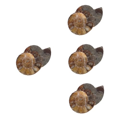 MAGICLULU 4 Sätze Pädagogisches Ammoniten Modell Mit Buntem Muster Natürliche Scheibe Für Erwachsene Schmuckstück Zur Dekoration Für Unterricht 2 Stück * 4 MAGICLULU 4 Sätze Pädagogisches Ammoniten Modell Mit Buntem Muster Natürliche Scheibe Für Erwachsene Schmuckstück Zur Dekoration Für Unterricht 2 Stück * 4 von MAGICLULU