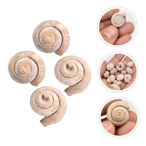 MAGICLULU 4 Stück Teiliges Schneckenfossil Hochwertigem Material Pädagogisches Paläontologie dekor Realistisches Klassenzimmer lehrmittel Sicher und Kreativ für Unterricht von MAGICLULU