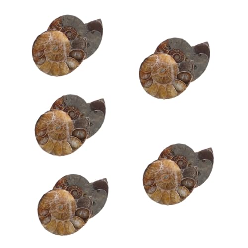 MAGICLULU 5 Sätze Ammonitenmodelle Für Lehrammonitenexemplar Wissenschaftliches Exemplar Lustige Ammonitenmodelle Modelle Schmuck Natürliches Muschelfossil Dunkelbraun 2 Stück * 5 MAGICLULU 5 Sätze Ammonitenmodelle Für Lehrammonitenexemplar Wissenschaftliches Exemplar Lustige Ammonitenmodelle Modelle Schmuck Natürliches Muschelfossil Dunkelbraun 2 Stück * 5 von MAGICLULU