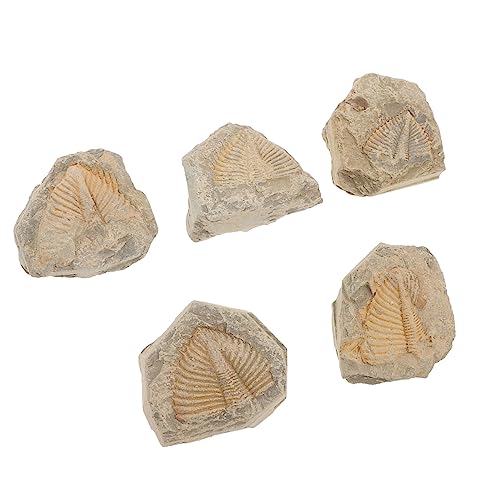 MAGICLULU 5 Stück Teiliges Trilobiten für Schüler Natürliche Lehrmaterialien zur Wissenschaftserziehung Zufällige Formen Desktop für Bildungszwecke und Partys von MAGICLULU