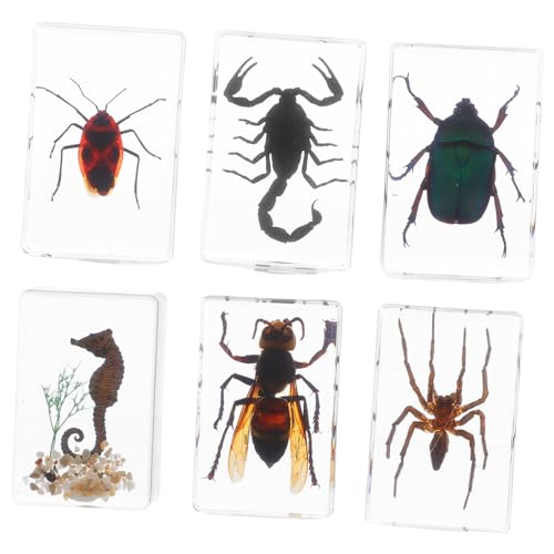 MAGICLULU 6 Stück Teiliges Insektenpräparate als Briefbeschwerer Naturgetreue Tierexemplare für Wissenschaftliche Bildung und Bürodekoration Langlebig Detailreiche Handwerkskunst von MAGICLULU