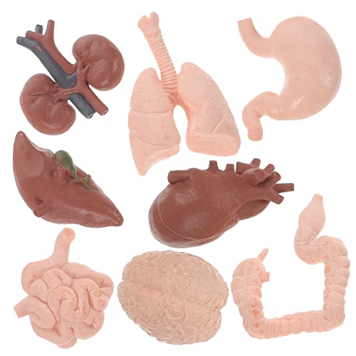 MAGICLULU 8 Stück menschliches Organmodell für menschliche Anatomie anatomisch Vorschulwissenschaftsunterricht Science Lernspielzeug Körper Lehrstütze Anatomie -Modelle Orgelstütze Plastik MAGICLULU 8 Stück menschliches Organmodell für menschliche Anatomie anatomisch Vorschulwissenschaftsunterricht Science Lernspielzeug Körper Lehrstütze Anatomie -Modelle Orgelstütze Plastik von MAGICLULU