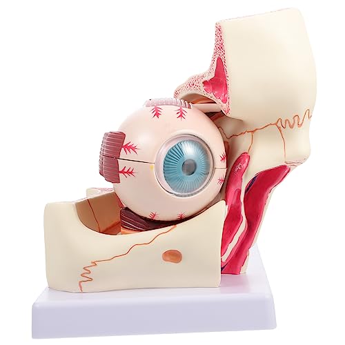 MAGICLULU Anatomisches Augapfelmodell Vergrößert Abnehmbar Medizinisches Lehrinstrument für Schulungen Studien Hochwertiges Detaillierte Darstellung MAGICLULU Anatomisches Augapfelmodell Vergrößert Abnehmbar Medizinisches Lehrinstrument für Schulungen Studien Hochwertiges Detaillierte Darstellung von MAGICLULU