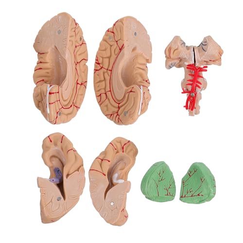 MAGICLULU Anatomisches Gehirnmodell aus Leichtem Wissenschaftliches Modell mit Klaren Strukturen Umweltfreundlich für Medizinische Ausbildung und Vorschulunterricht Handliches Lehrmodell von MAGICLULU