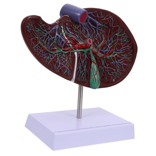 MAGICLULU Anatomisches Lebermodell für Medizinische Ausbildung Lehrmodell mit Basis Anschauliche Darstellung Menschlichen Leberstruktur für Universitäten von MAGICLULU