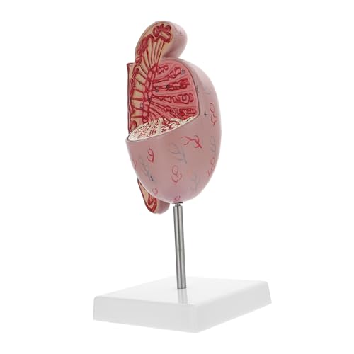 MAGICLULU Anatomisches Modell Männlicher Fortpflanzungsorgane Vergrößertes Dissectionsmodell Detaillierte Darstellung für und von MAGICLULU