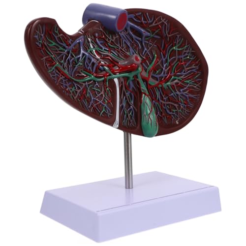 MAGICLULU Anatomisches Modell der Leber menschlich Anatomie des Körpermodells Modell der Leberanatomie Lebermodell Gallenblasenmodell Leber medizinisches Modell Leber Lehrmodell Plastik von MAGICLULU