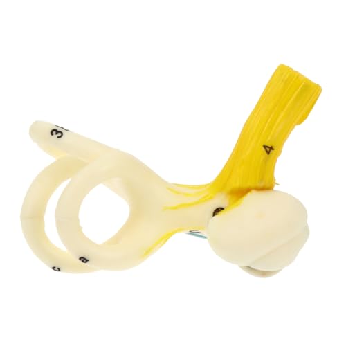 MAGICLULU Anatomisches Ohr Modell aus Lehrmittel zur Darstellung Menschlichen Ohrstruktur für und Physiologiekurse Leicht und Langlebig MAGICLULU Anatomisches Ohr Modell aus Lehrmittel zur Darstellung Menschlichen Ohrstruktur für und Physiologiekurse Leicht und Langlebig von MAGICLULU