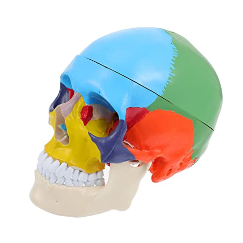 MAGICLULU Anatomisches Schädelmodell Lehrmodell Farbig Realistisch Langlebig für Schüler Lehrer Medizinstudium Pflege und Gesundheitsausbildung von MAGICLULU