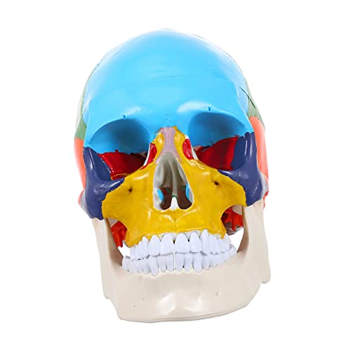 MAGICLULU Anatomisches Schädelmodell Präzises Lehrmodell Für Anatomieunterricht Lernwerkzeug Für Schule Universität Labor Pflegeeinrichtungen MAGICLULU Anatomisches Schädelmodell Präzises Lehrmodell Für Anatomieunterricht Lernwerkzeug Für Schule Universität Labor Pflegeeinrichtungen von MAGICLULU