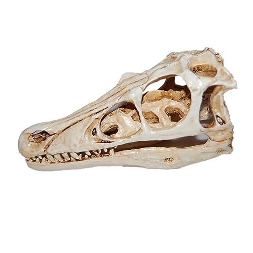 MAGICLULU Dinosaurier Schädel Modell aus Resin Sammlerstück für Dinosaurierliebhaber Lebensecht und Detailreich für Kunst Dekoration für Halloween MAGICLULU Dinosaurier Schädel Modell aus Resin Sammlerstück für Dinosaurierliebhaber Lebensecht und Detailreich für Kunst Dekoration für Halloween von MAGICLULU