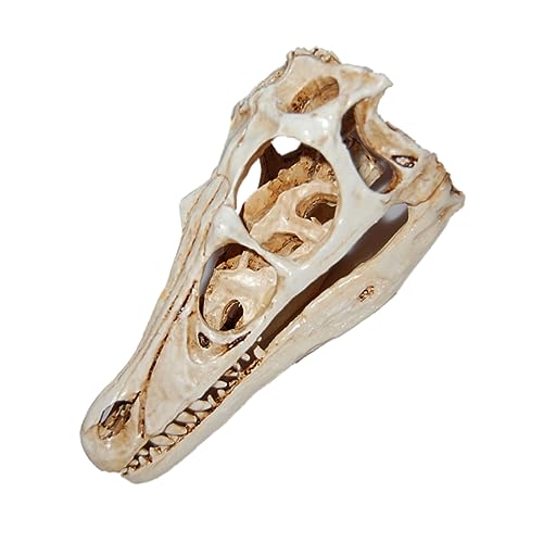 MAGICLULU Dinosaurier Schädelmodell aus Resin Lebensechte Dekoration für Sammler und Enthusiasten für Halloween und Architektur Fans Realistische Nachbildung für Kreative Gestaltung MAGICLULU Dinosaurier Schädelmodell aus Resin Lebensechte Dekoration für Sammler und Enthusiasten für Halloween und Architektur Fans Realistische Nachbildung für Kreative Gestaltung von MAGICLULU