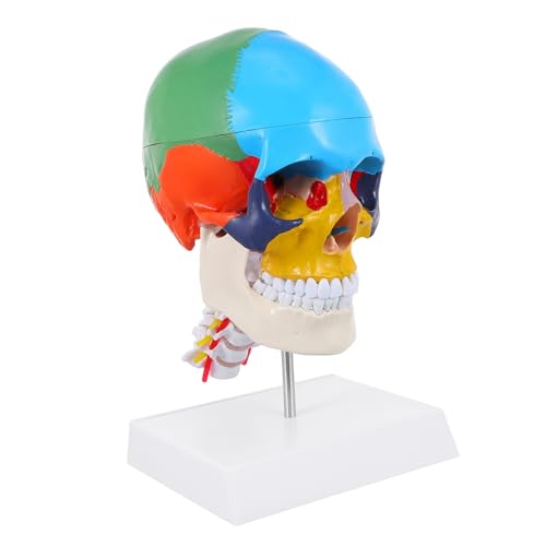 MAGICLULU Farbiges Schädelmodell schaufensterpuppe abnehmbares Schädelmodell farbiges menschliches Schädelmodell schule, die menschlichen schädel unterrichtet Anatomie -Modelle PVC MAGICLULU Farbiges Schädelmodell schaufensterpuppe abnehmbares Schädelmodell farbiges menschliches Schädelmodell schule, die menschlichen schädel unterrichtet Anatomie -Modelle PVC von MAGICLULU